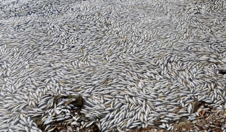 Sünnet Gölü’nde balık ölümleri