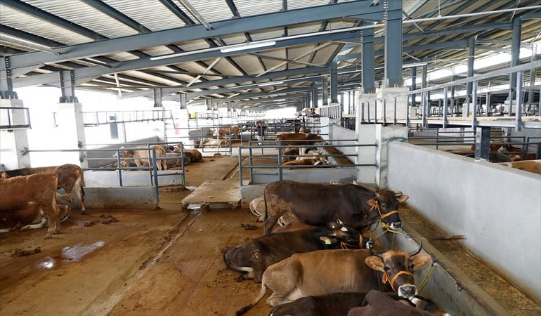Bolu'da Şap hastalığı nedeniyle hayvan pazarlarına kısıtlama getirildi