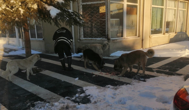 Dörtdivan Belediyesi sokak hayvanlarını unutmadı