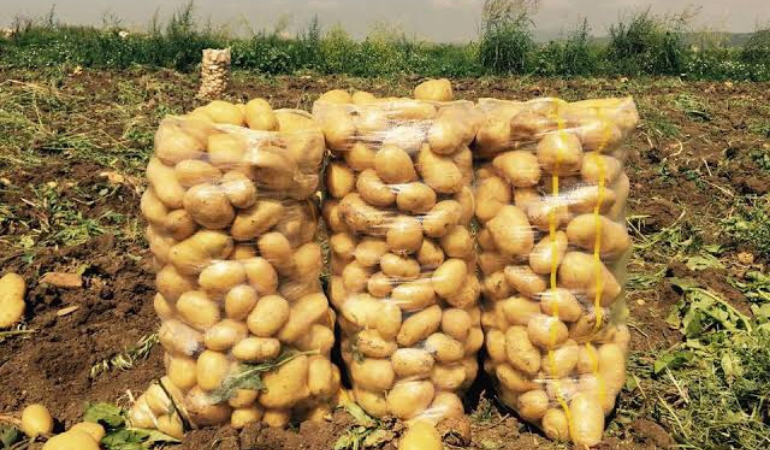 Patates alımında Dörtdivanlı üreticilere zorluk çıkarılıyor
